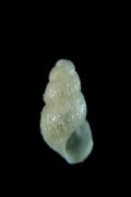 Chrysallida&nbsp;rinaldii